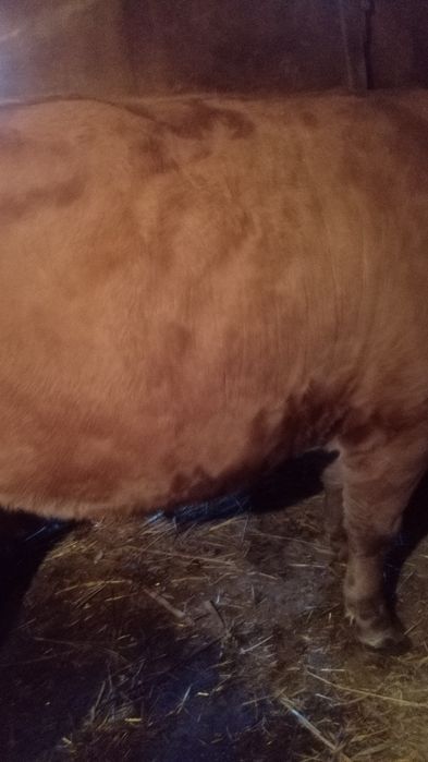 Vaca de vânzare pentru sacrificat