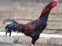 Gaini combatant Shamo x Tuzo
