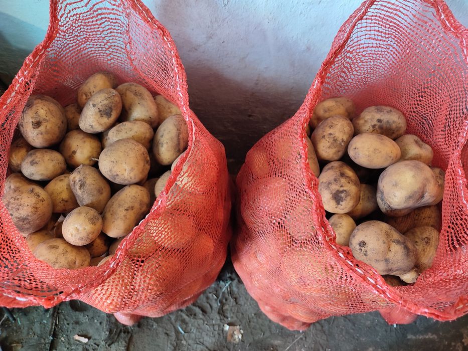 Продам картошку домашнюю