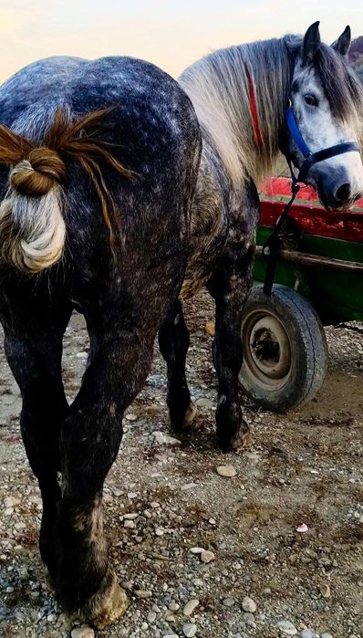 Vând Armăsar percheron