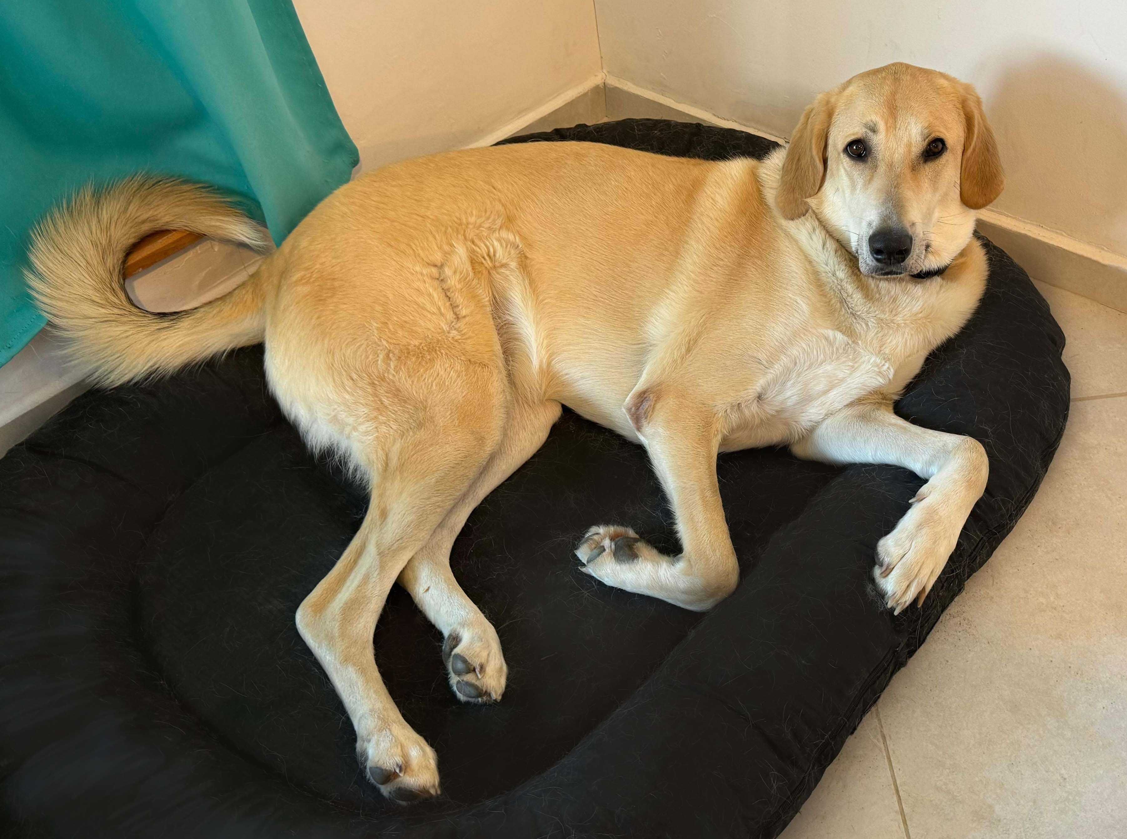 Кучето Грейси търси постоянен дом и стопани / Gracie looking for home