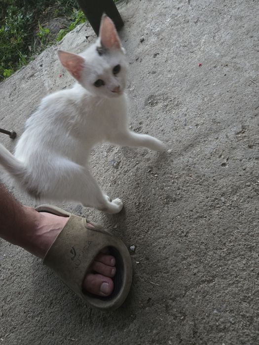 Dau spre adopție 2 pisicuțe