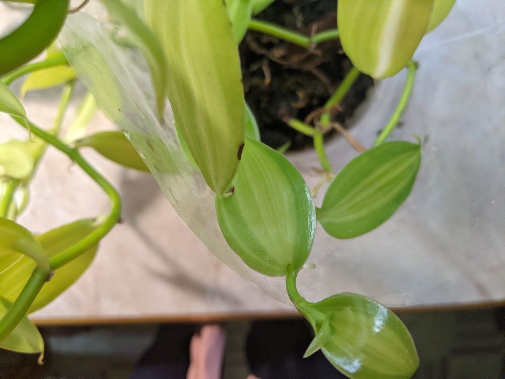 Продам орхидею ваниль