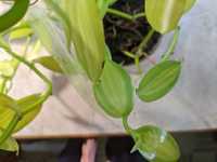 Продам орхидею ваниль