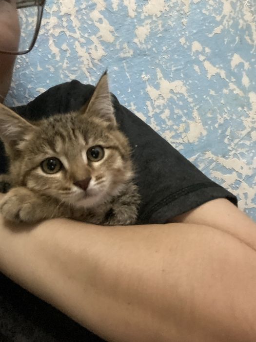 Отдам котенка в хорошие руки