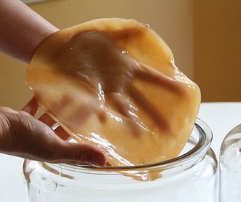 Donez Ciuperca Kombucha