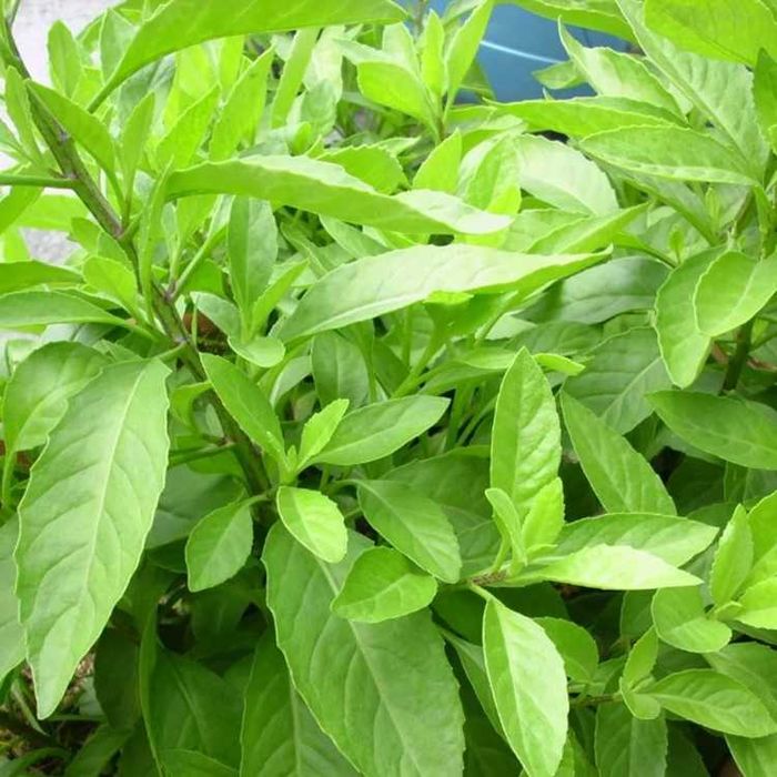 Для диабетиков растение Джинура Прокумбенц!