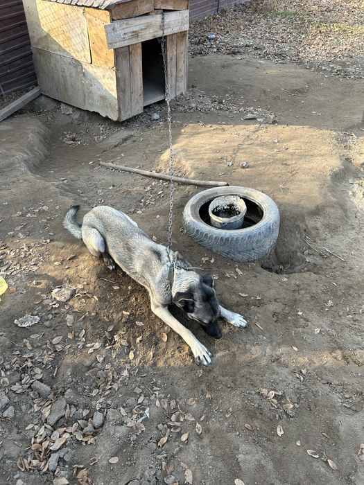 Отдам собаку бесплатно