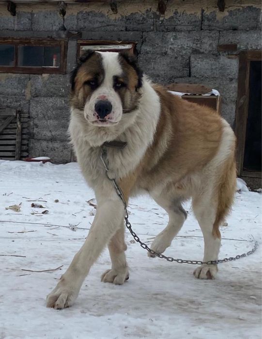 отдадим в добрые рки