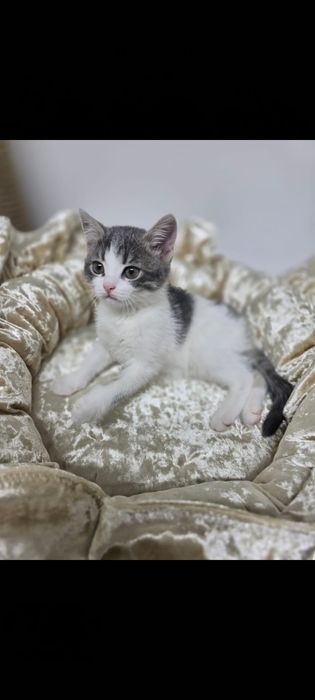 Котята приучены к лоточку и когтеточке