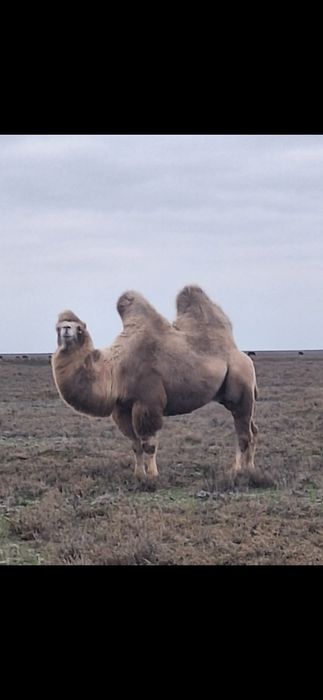 Түйе сатылады семіз