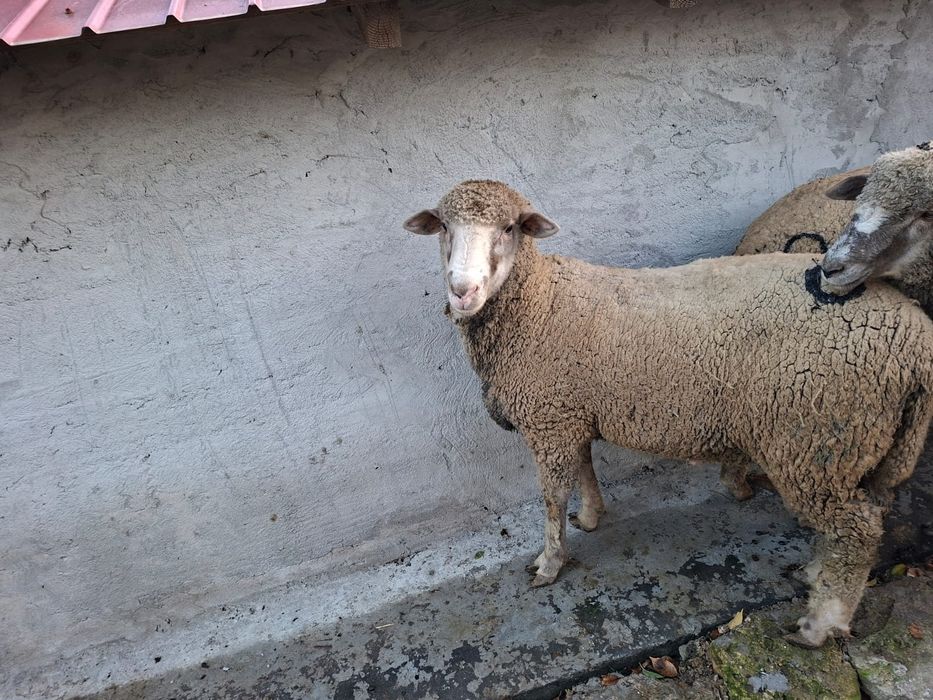 Vând berbec 1 an