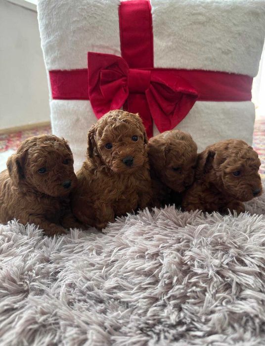 той пудели - toy poodle