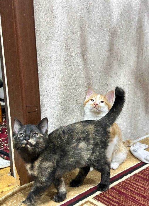 Котята отдам даром