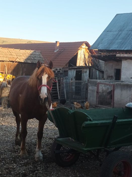 Vând iapă 6 ani pt mai multe detalii la nr de telefon