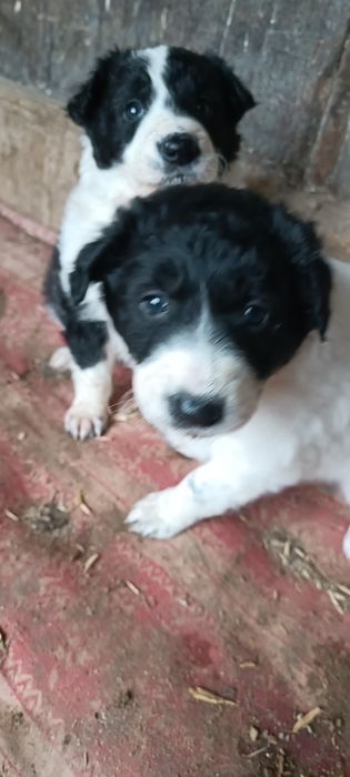 4 Бордър Колита от работещи родители