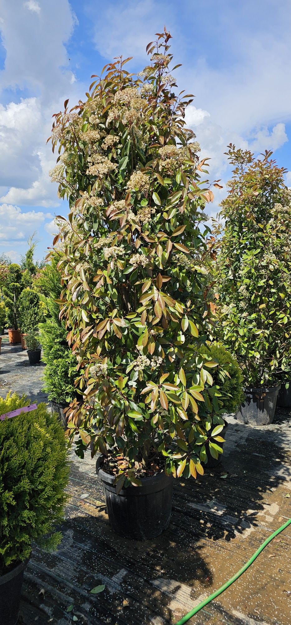 Spirale - Pon Pon - Palmieri - Photinia - Leylandi