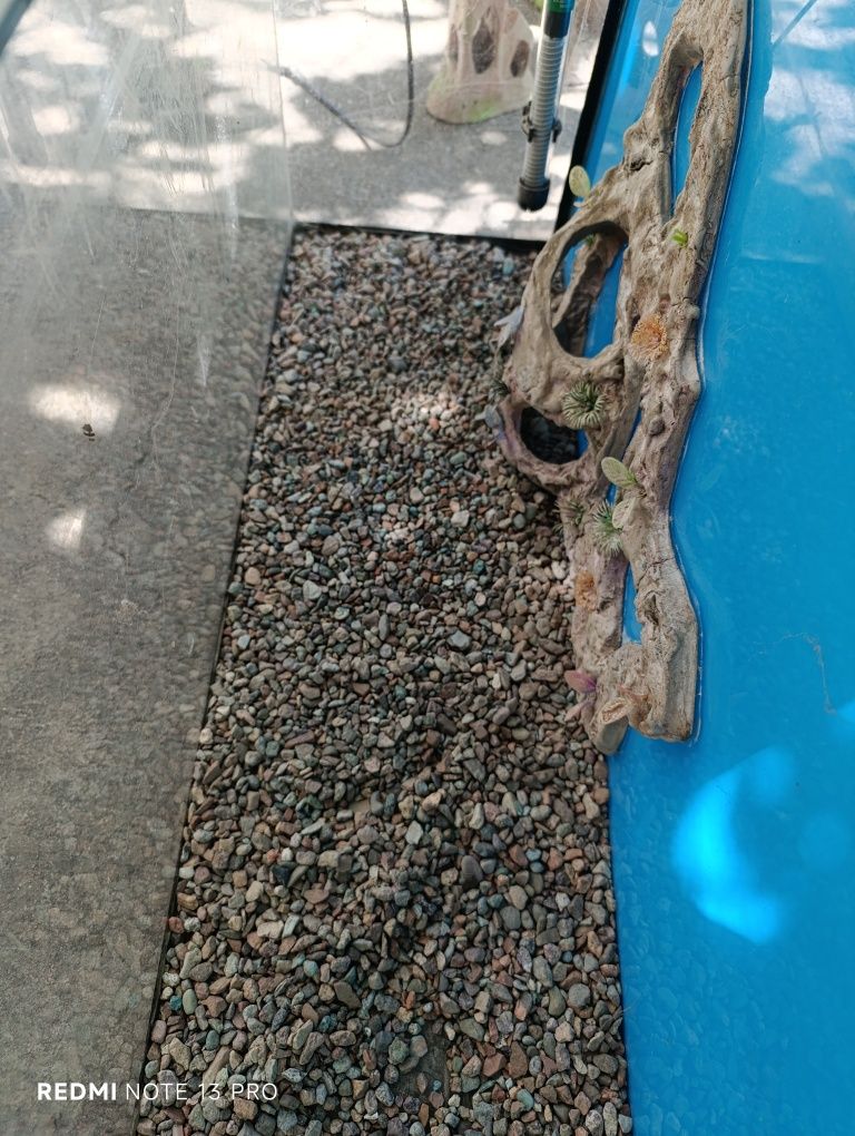 Aquarium baliqlar uchun