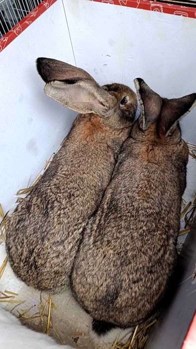 2 iepuroaice 8luni,5.3kgbucata