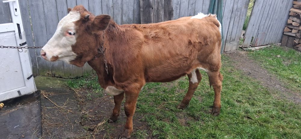 Vand taur si jurincuta