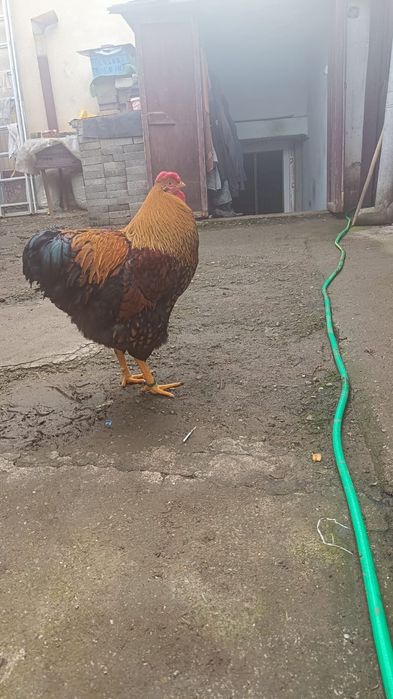 Cocoș wyandotte gsg