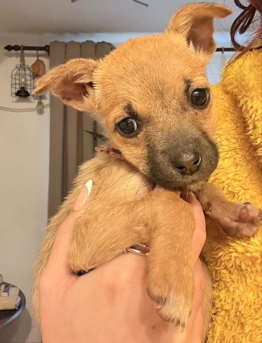 Catelusa data spre adoptie
