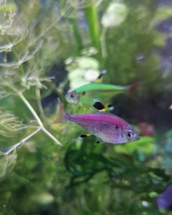 Продам рыбок тернеций