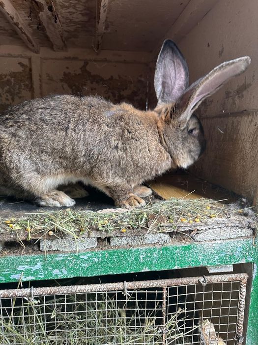 Iepuri urias german la 7 luni