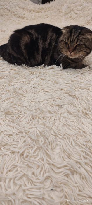 Отдам британскую кошку мраморного окраса