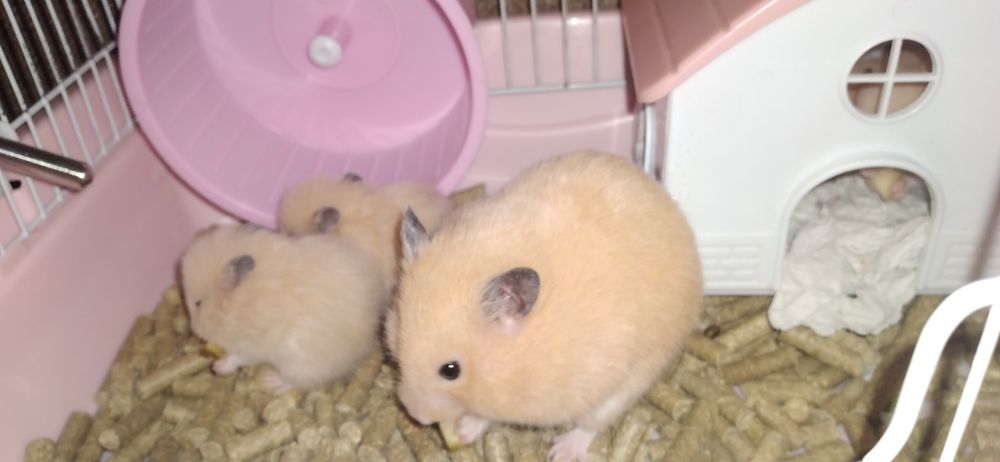 Хомячки молодые Смотрите 4фото Читайте описании