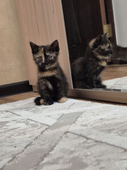 Котята, 1,5 месяца