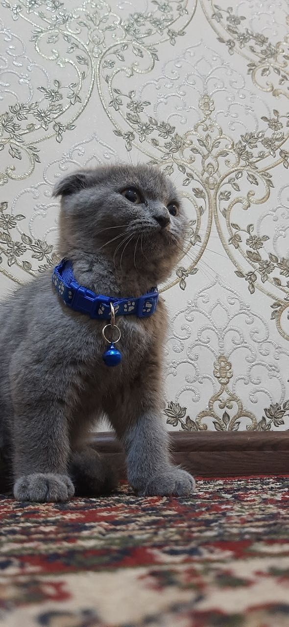 Кошка домашняя Scottish fold