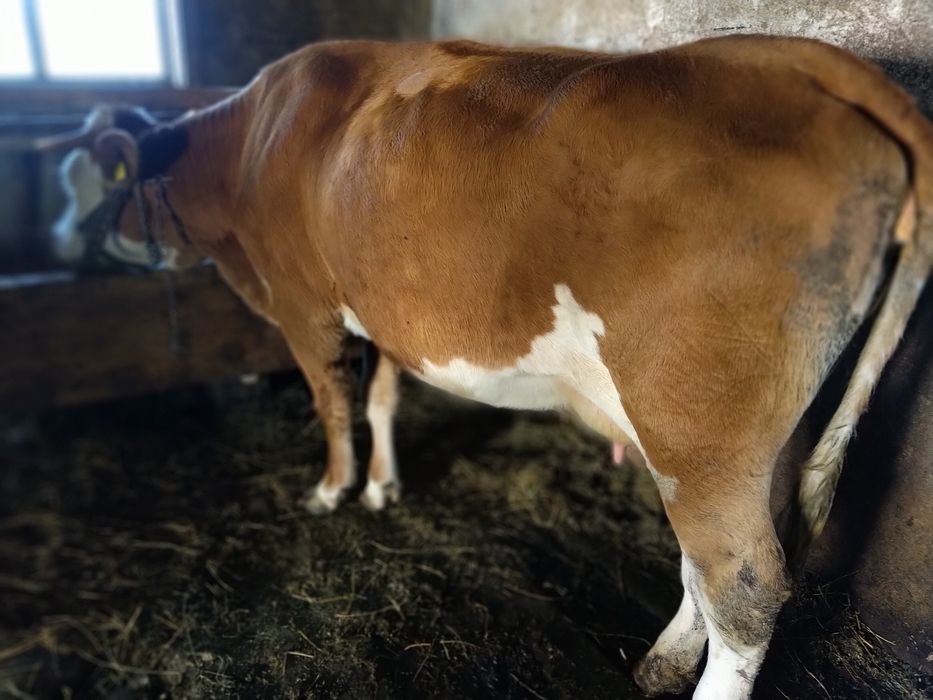 Vacă bălțată de lapte