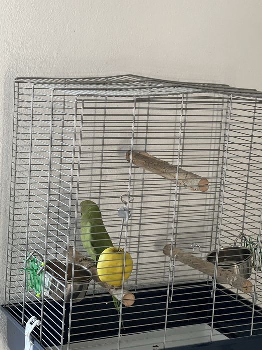 Papagal Micul Alexandru