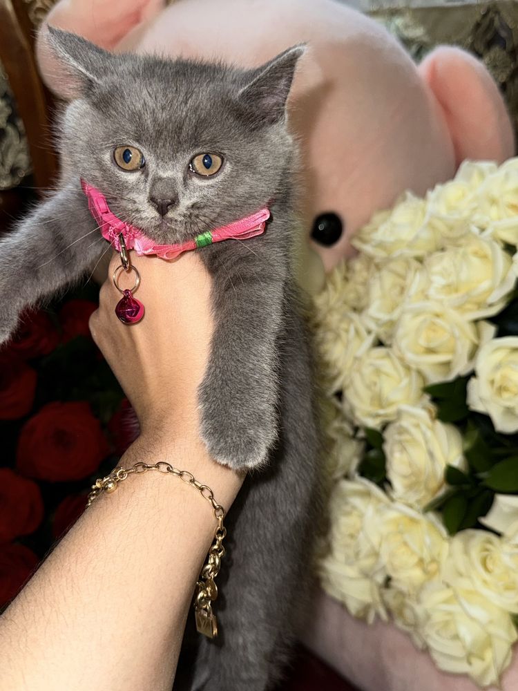 sotiladi toza qon va soglom 2 oylik boldi 12 marta tugulgan tosheknt