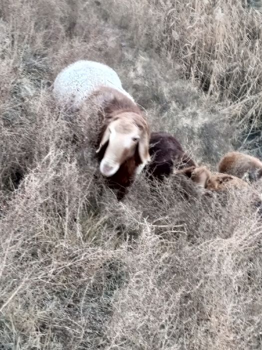Пародистый баран.