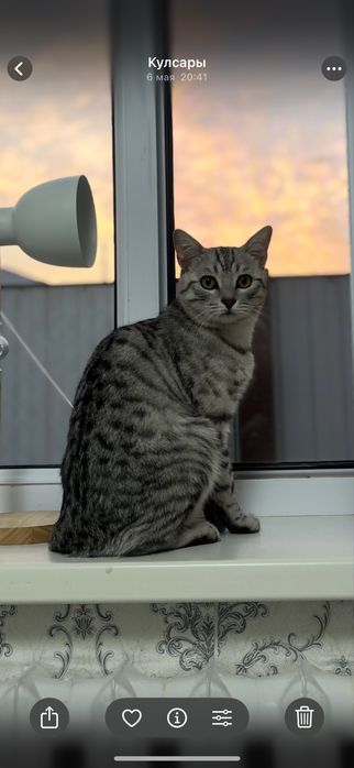 Шотландский прямоухий кот (Скоттиш-страйт) мысық
