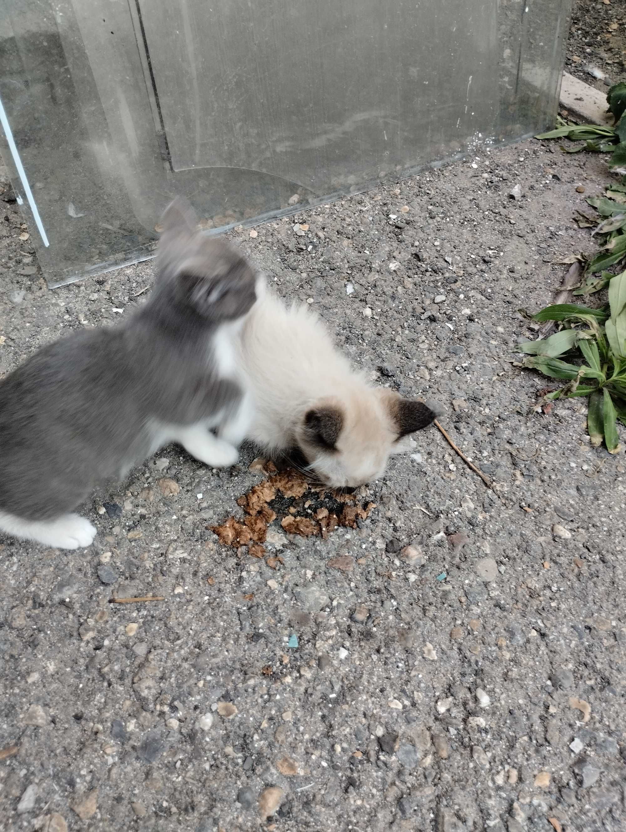Котята в ассортименте замечательные