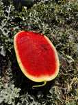 Pepene verde Mirsini si Karistan , calibru 6-14 kg