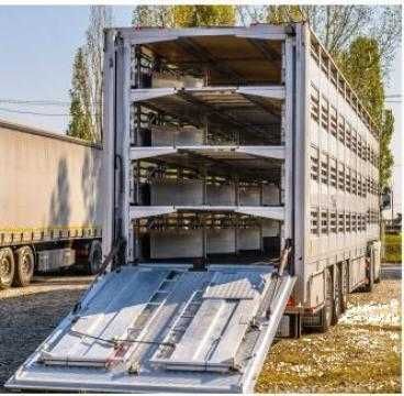 Luam miei și oii reformă