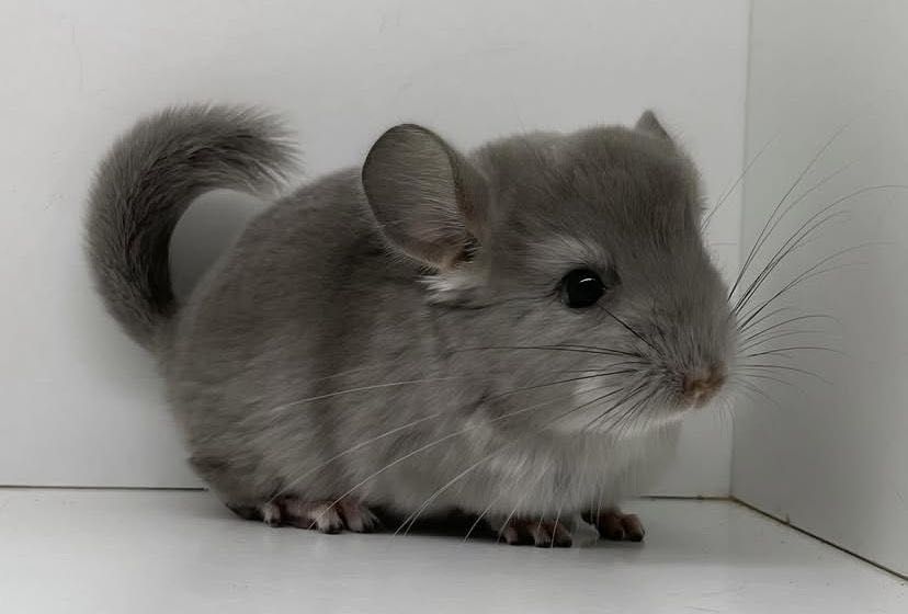 Pui de cincila sinsila chinchilla chinchila