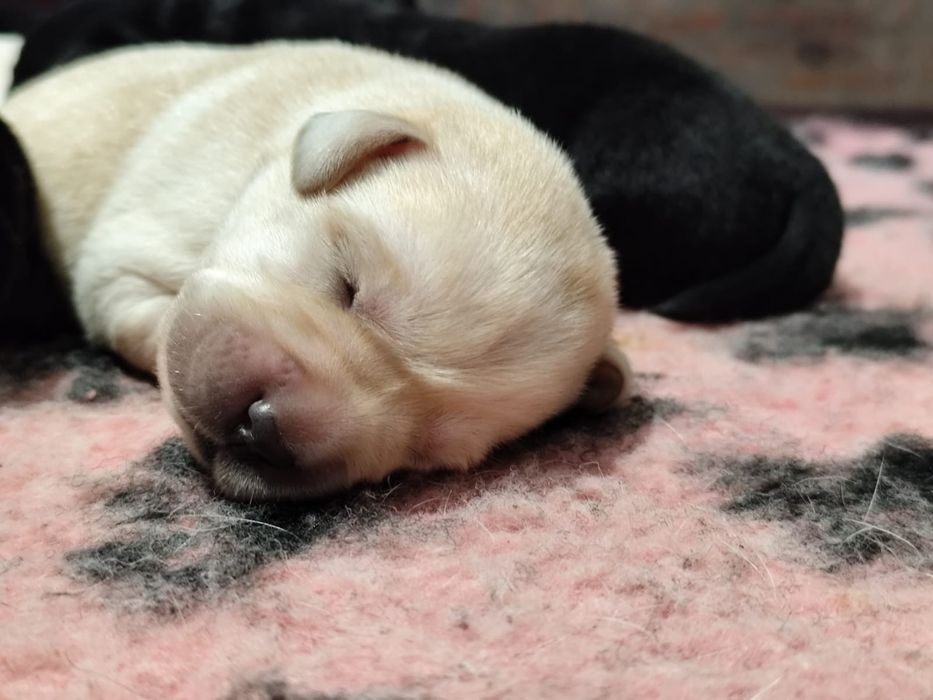 Pui labrador cu Pedigree