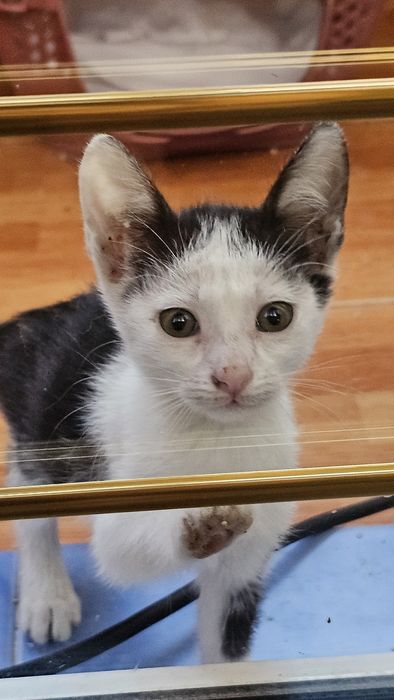 Pui de pisica adopție