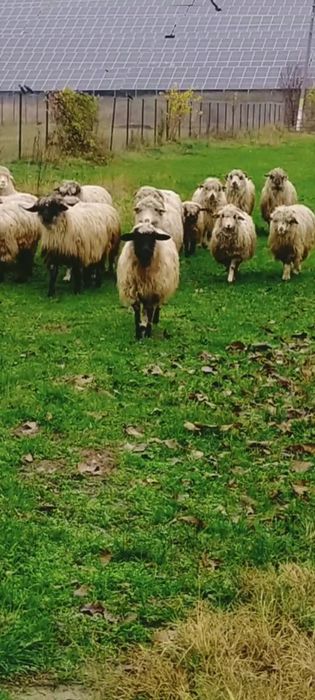 De vânzare oi gestante