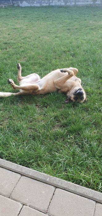 Donez metis Belgian Malinois