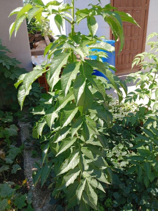 Сад огород.бузина