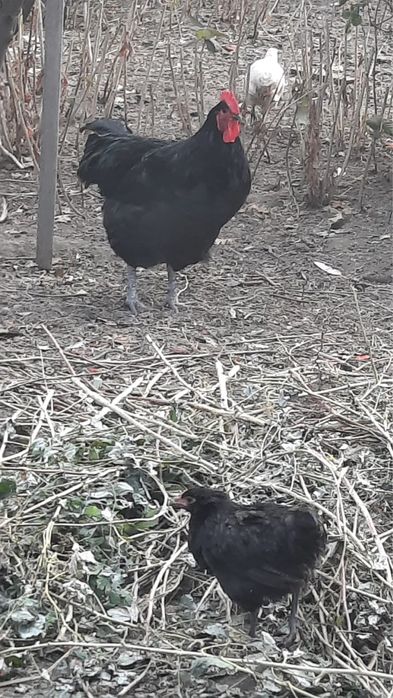 Джерсийский гигант