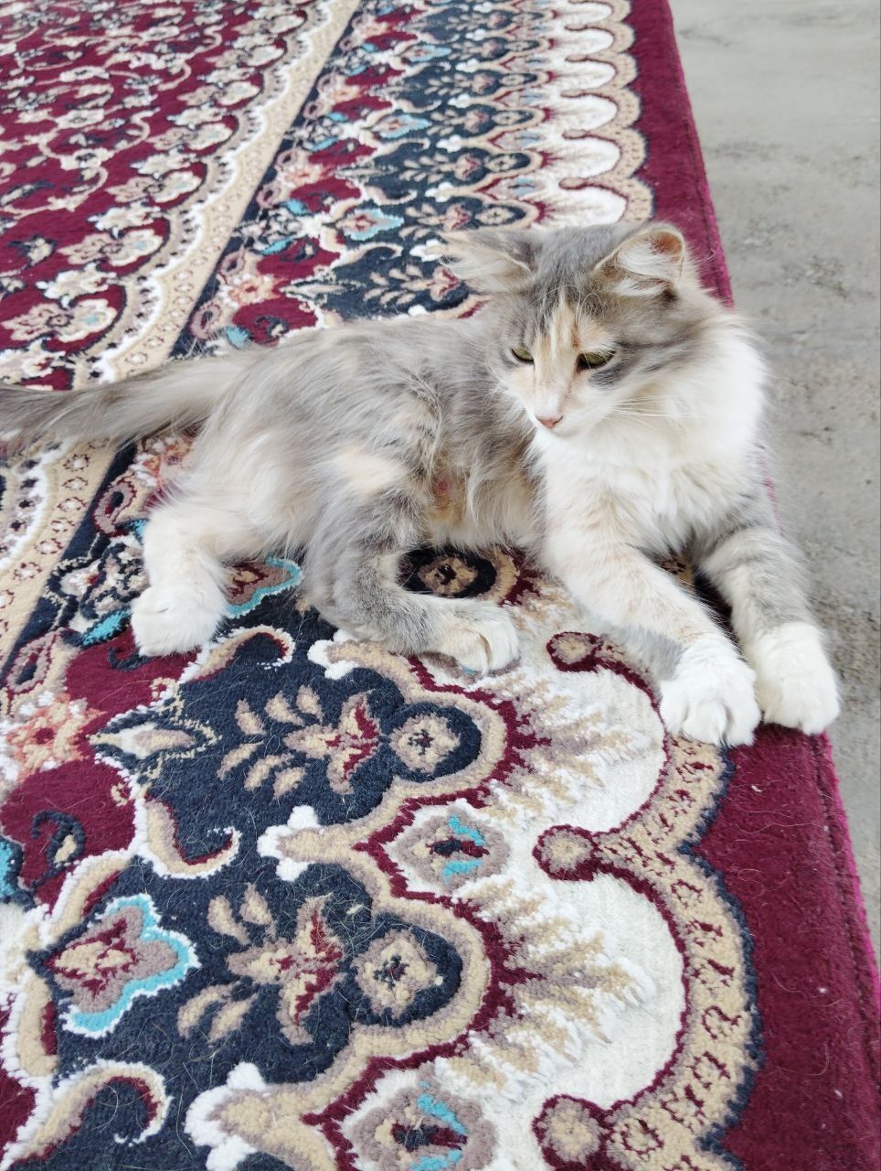 Котята только в добрые руки!