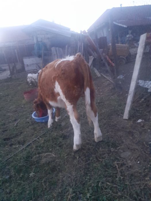 Vand vitea baltata romaneasca