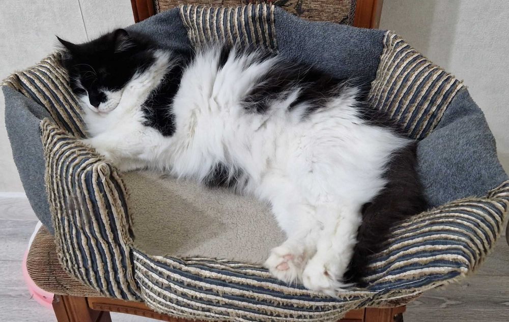 Кошки/ты домашние, стерильные